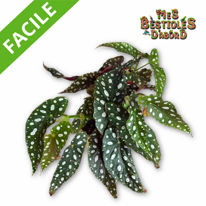 Begonia Maculata Wightii | Plante Tropicale pour Terrarium à Pois Blancs
