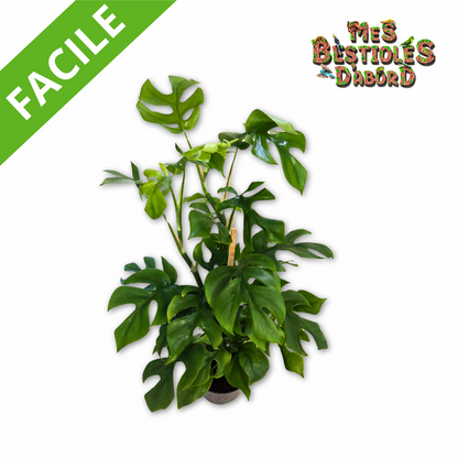 Monstera Minima | Plante tropicale pour terrarium