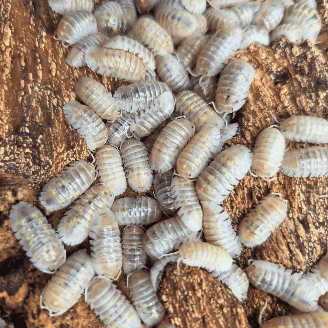 Armadillidium depressum "Magic Potion" - Lot de 5 cloportes