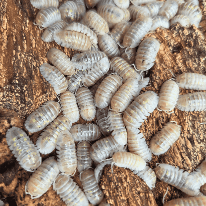 Armadillidium depressum "Magic Potion" - Lot de 5 cloportes