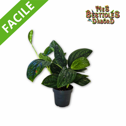 Pothos "Marble Planet" | Plante tropicale pour terrarium