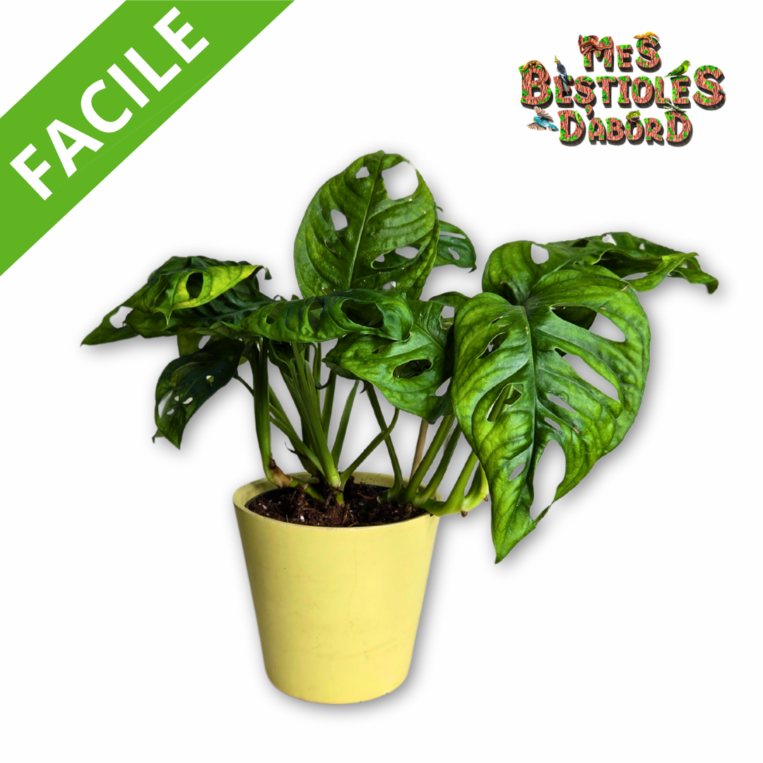 Monstera adansonii | Plante Tropicale pour Terrarium