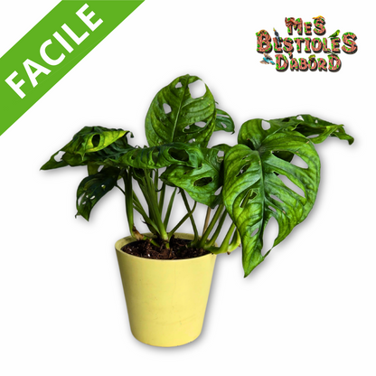 Monstera adansonii | Plante Tropicale pour Terrarium