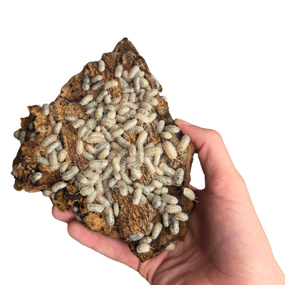 Armadillidium depressum "Magic Potion" - Lot de 5 cloportes