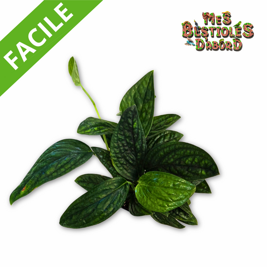 Pothos "Marble Planet" | Plante tropicale pour terrarium