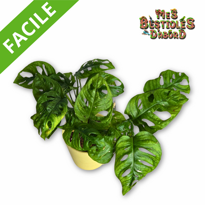 Monstera adansonii | Plante Tropicale pour Terrarium