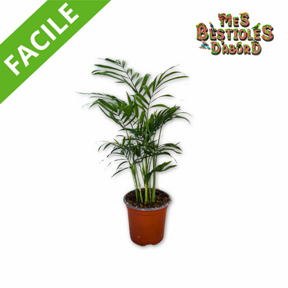 Chamaedorea elegans | Palmier des montagnes pour terrarium