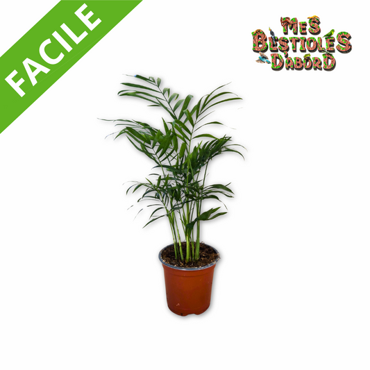 Chamaedorea elegans | Palmier des montagnes pour terrarium