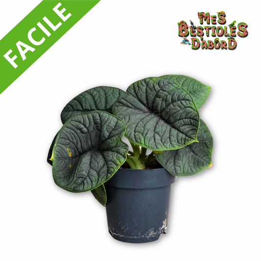 Alocasia "Melo" | Plante Tropicale pour Terrarium