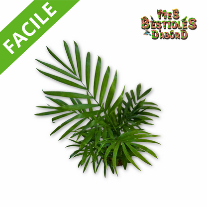 Chamaedorea elegans | Palmier des montagnes pour terrarium