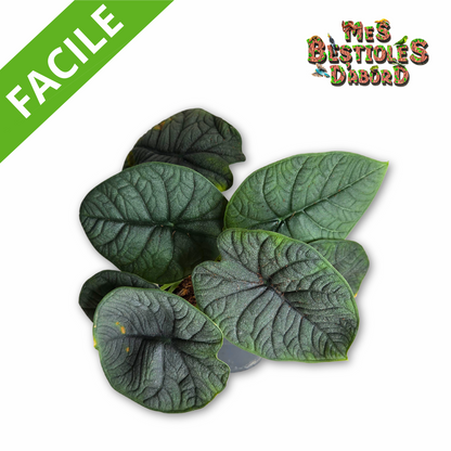 Alocasia "Melo" | Plante Tropicale pour Terrarium
