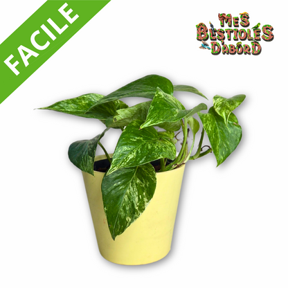 Pothos "Scindapsus Marble Queen" | Plante Tropicale pour Terrarium