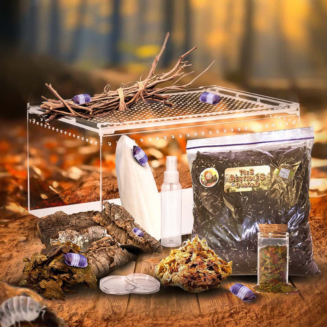 Kit d’élevage cloportes | Terrarium bioactif complet
