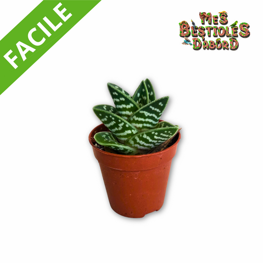 Aloe Variegata Magic | Plante pour terrarium désertique
