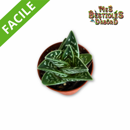 Aloe Variegata Magic | Plante pour terrarium désertique