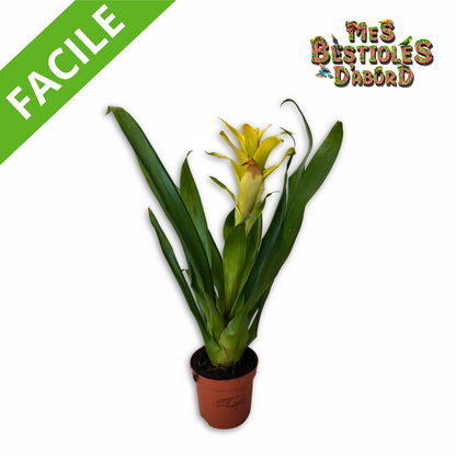 Broméliacée – Plante tropicale pour terrarium