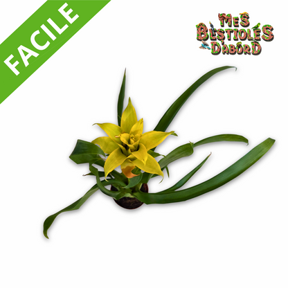 Broméliacée – Plante tropicale pour terrarium
