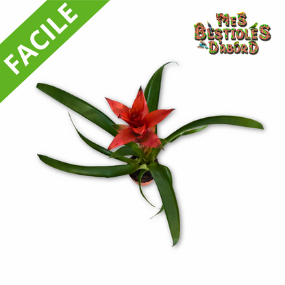 Broméliacée – Plante tropicale pour terrarium