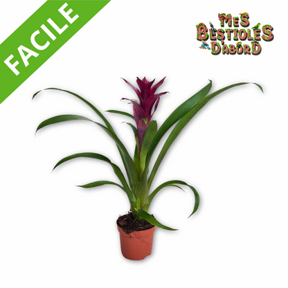 Broméliacée – Plante tropicale pour terrarium