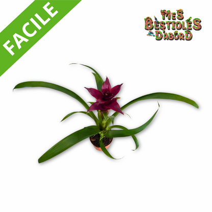 Broméliacée – Plante tropicale pour terrarium