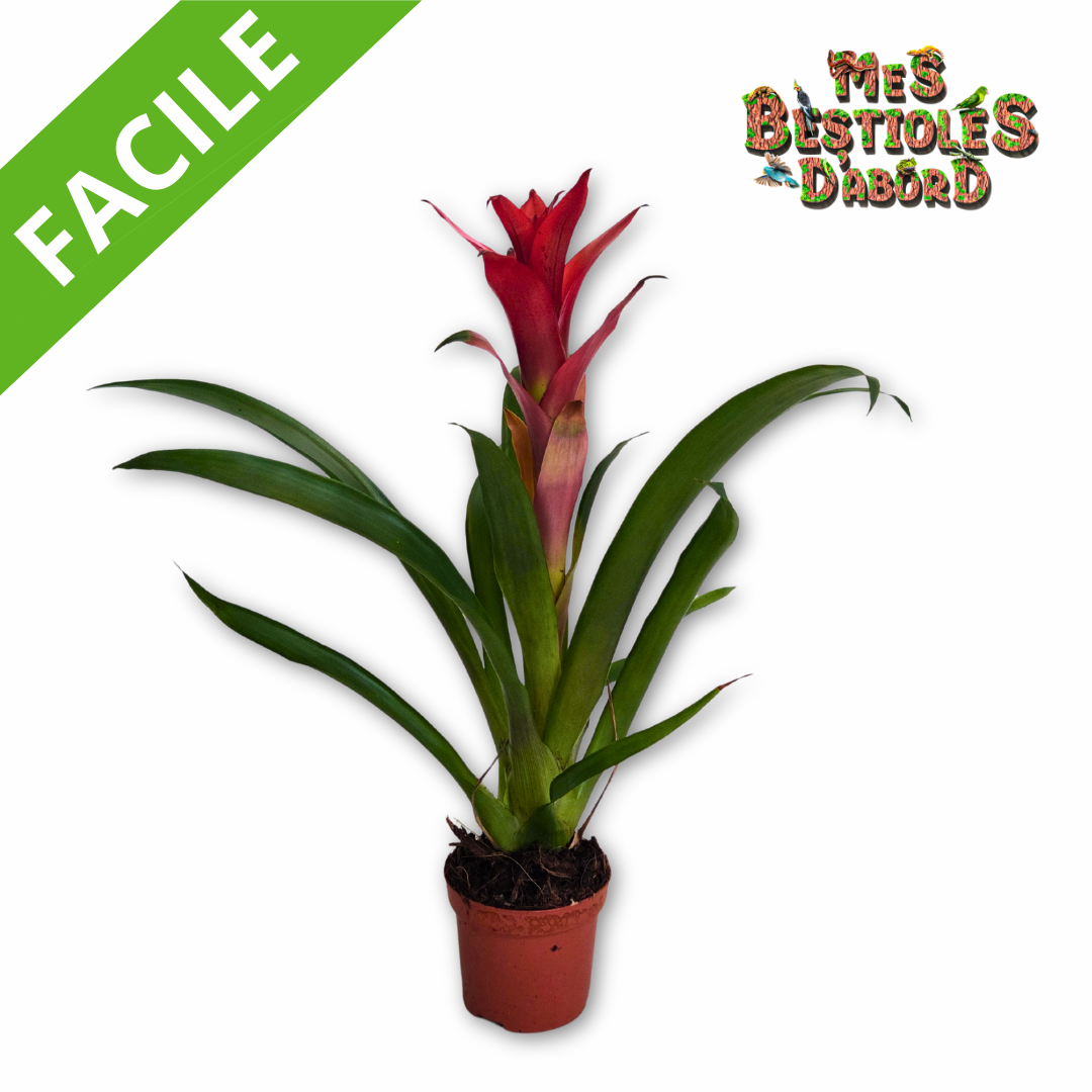 Broméliacée – Plante tropicale pour terrarium