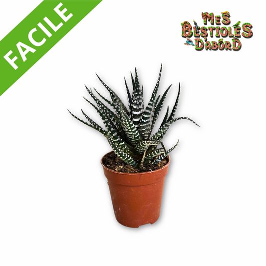 Cactus Haworthia Big Band - Cactus pour Terrarium Désertique