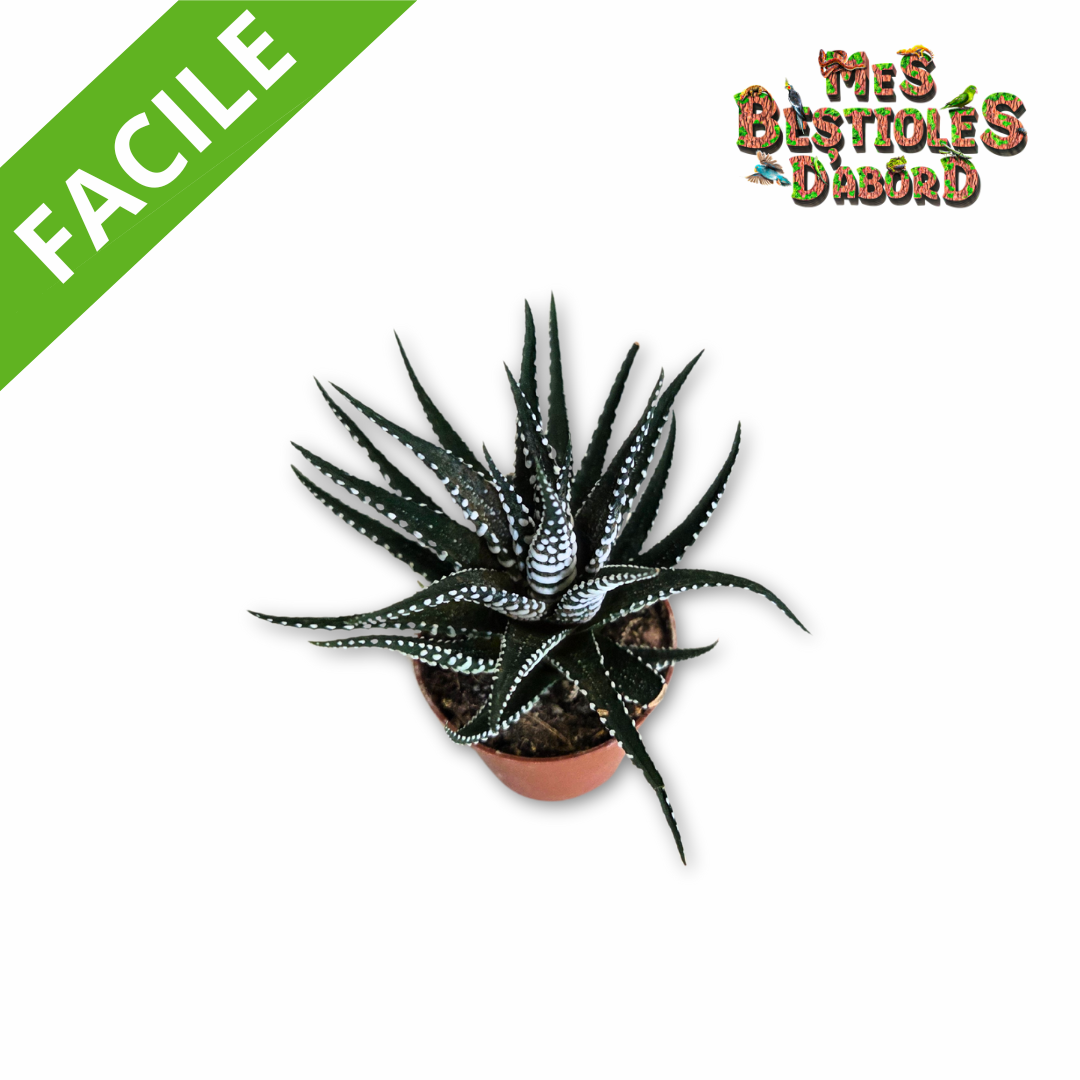 Cactus Haworthia Big Band - Cactus pour Terrarium Désertique