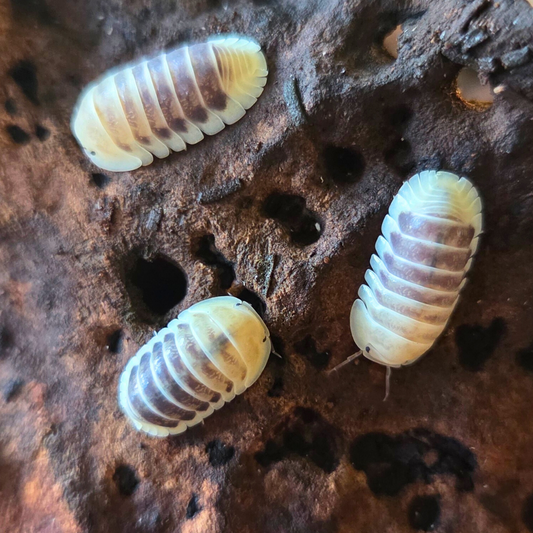 Cloporte Cubaris sp. "Jupiter Amber / Tiger"