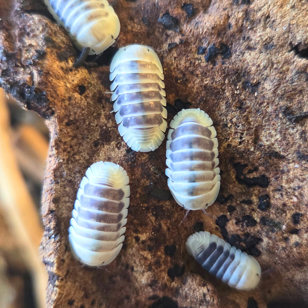 Cloporte Cubaris sp. "Jupiter Amber / Tiger"