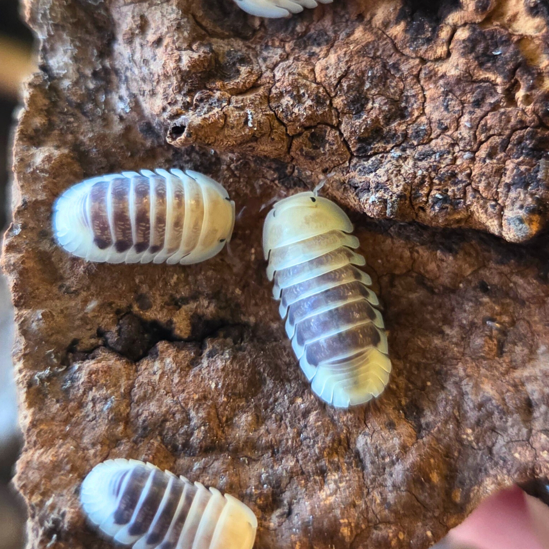 Cloporte Cubaris sp. "Jupiter Amber / Tiger"