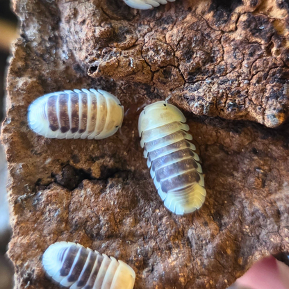 Cloporte Cubaris sp. "Jupiter Amber / Tiger"