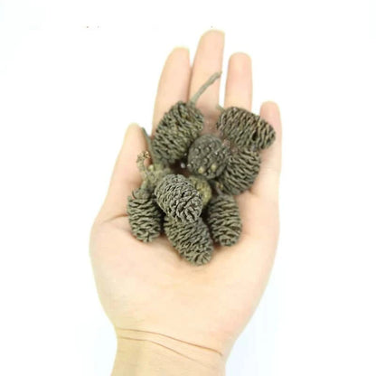 Cônes d’Aulne pour Aquarium | Lot de 20