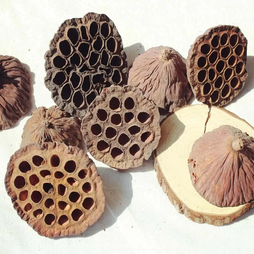 Gousse de Lotus Séchée pour Terrarium ou Aquarium
