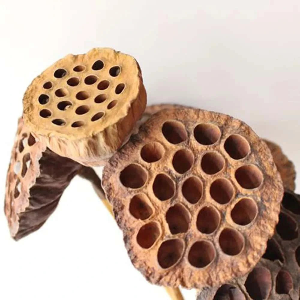 Gousse de Lotus Séchée pour Terrarium ou Aquarium