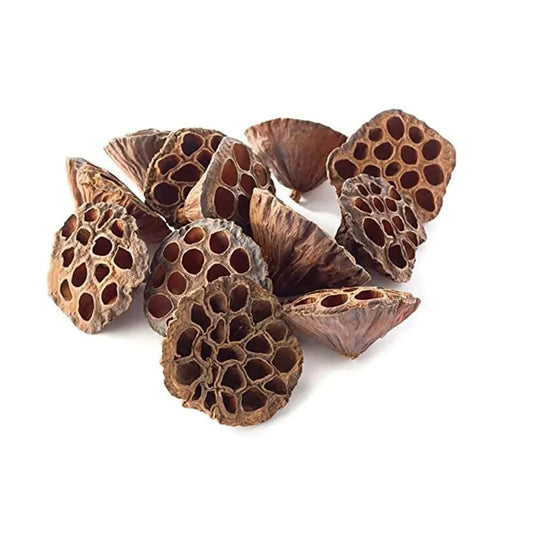 Gousse de Lotus Séchée pour Terrarium ou Aquarium