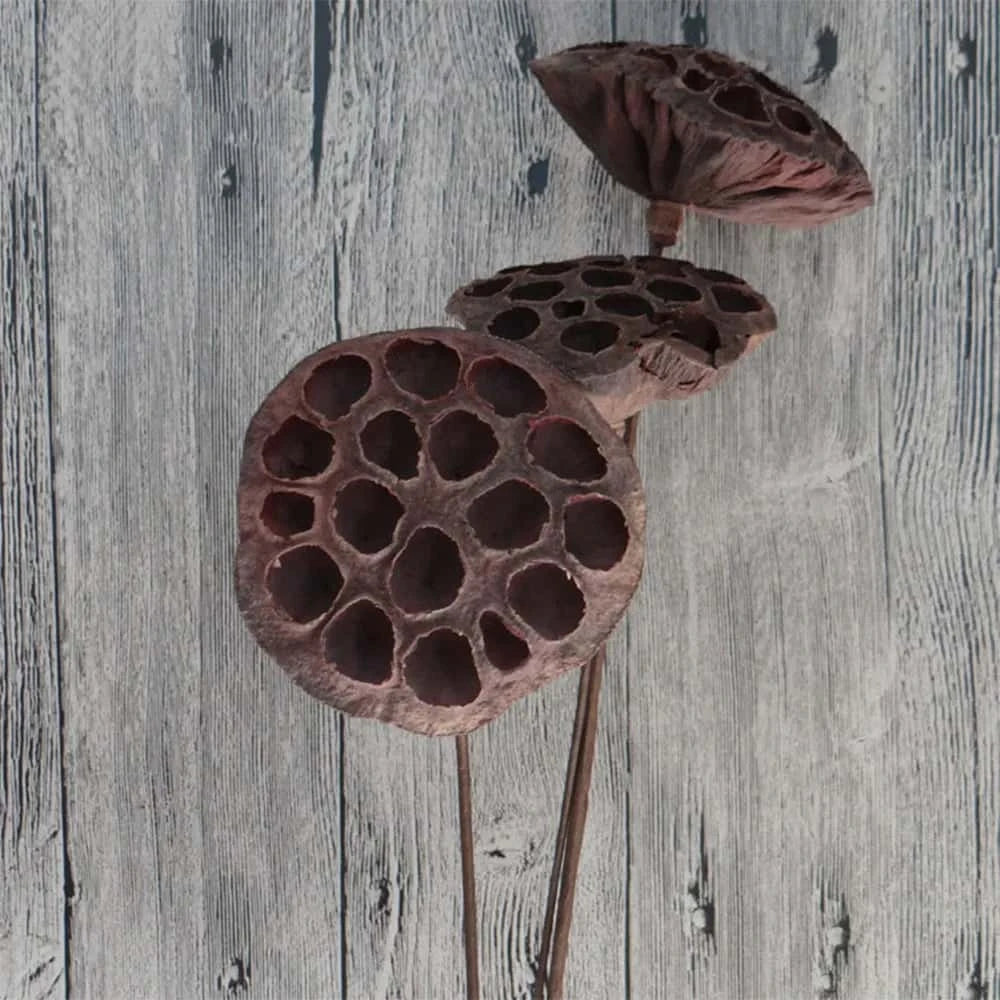 Gousse de Lotus Séchée pour Terrarium ou Aquarium