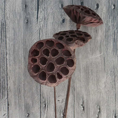Gousse de Lotus Séchée pour Terrarium ou Aquarium