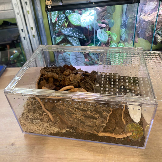 Terrarium acrylique empilable