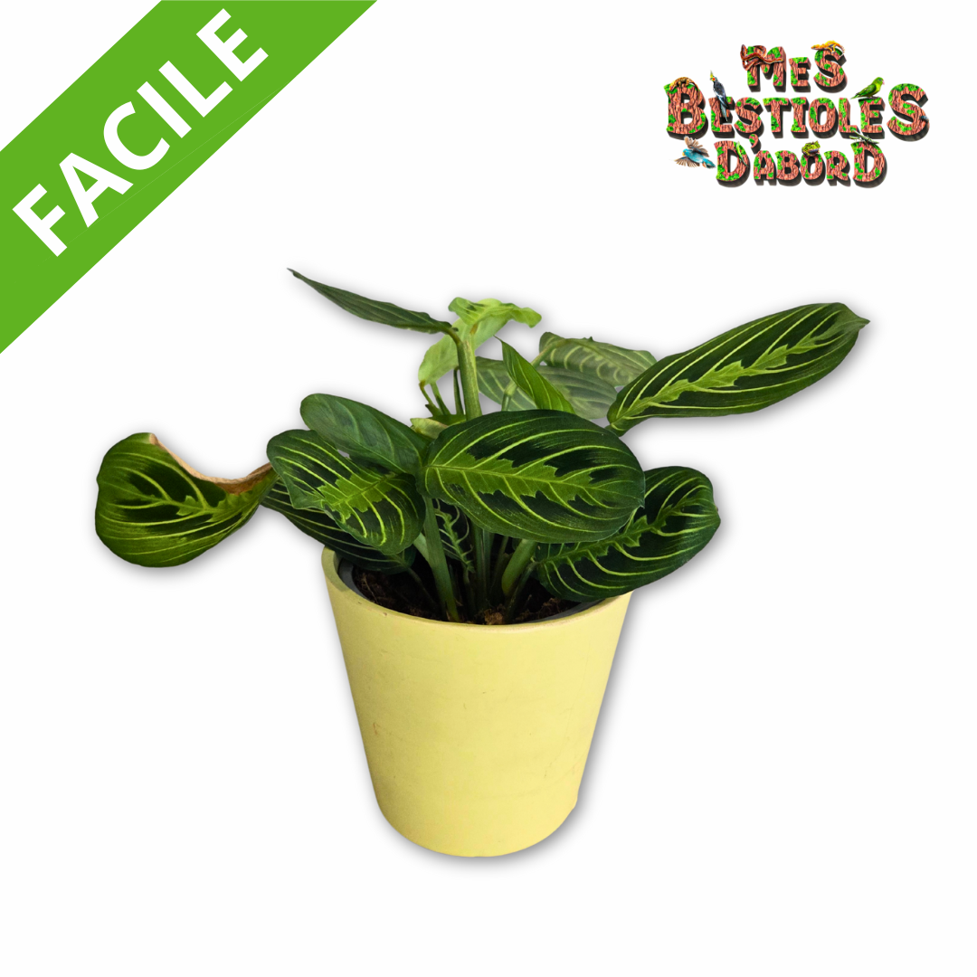 Maranta Leuconeura | Plante pour Terrarium