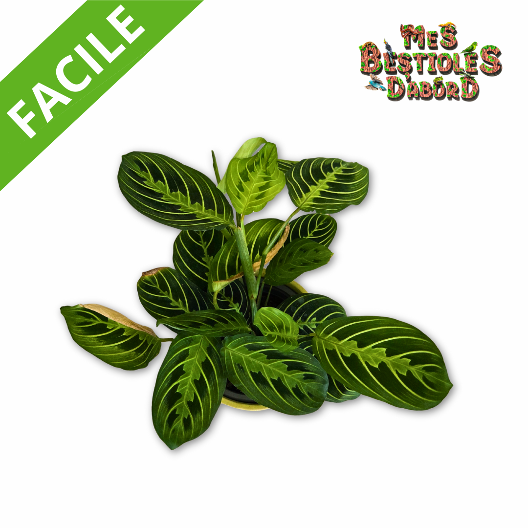 Maranta Leuconeura | Plante pour Terrarium