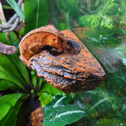 Mangeoire Aspect Roche Naturelle | Pratique & Esthétique pour Terrariums