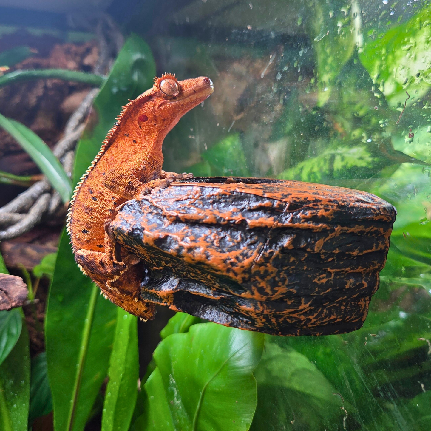 Mangeoire Aspect Roche Naturelle | Pratique & Esthétique pour Terrariums