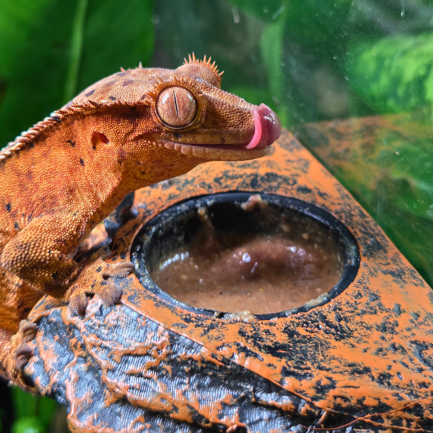 Mangeoire Aspect Roche Naturelle | Pratique & Esthétique pour Terrariums