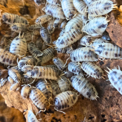 Cloporte Porcellio laevis "Panda"