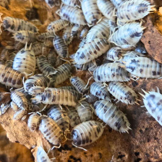 Cloporte Porcellio laevis "Panda"