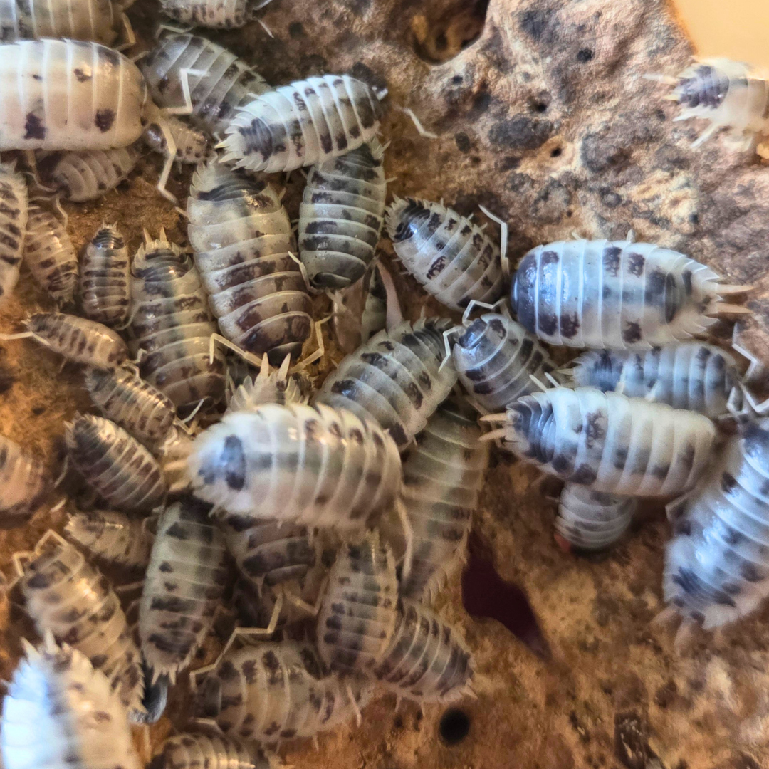 Cloporte Porcellio laevis "Panda"