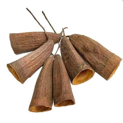 Graine de Jujube pour Aquarium