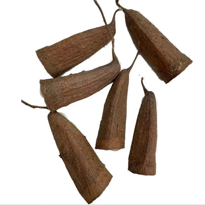 Graine de Jujube pour Aquarium