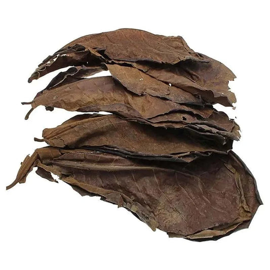 Lot de 10 Feuille de Catappa pour Aquarium