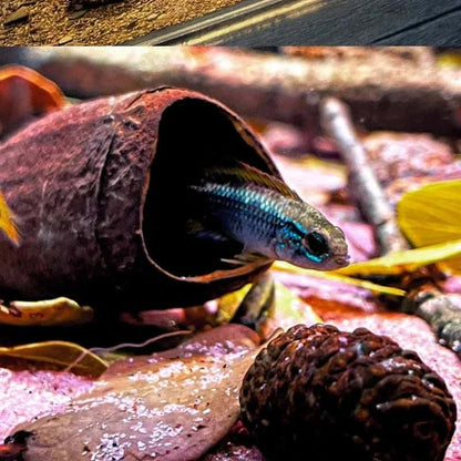 Graine de Jujube pour Aquarium